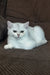 Willa | scottish straight kitten