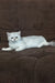 Willa | scottish straight kitten