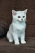 Willa | scottish straight kitten