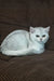 Willa | scottish straight kitten