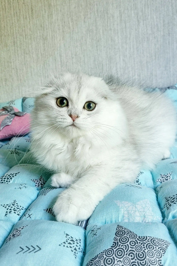 Fluffy Scottish Fold kitten with big eyes lounging on a blue patterned cushion