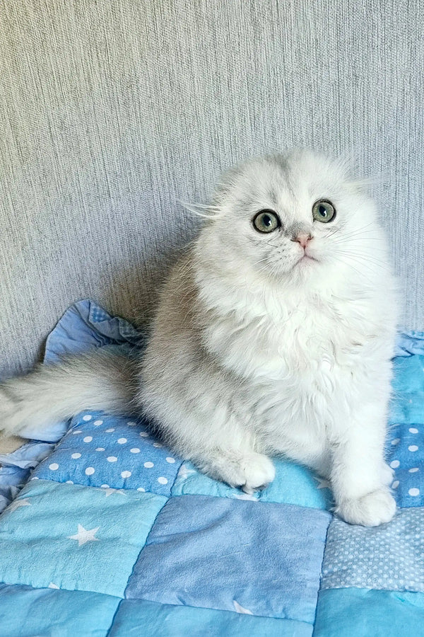 Fluffy white Scottish Fold kitten with big eyes on a cozy blue patterned blanket