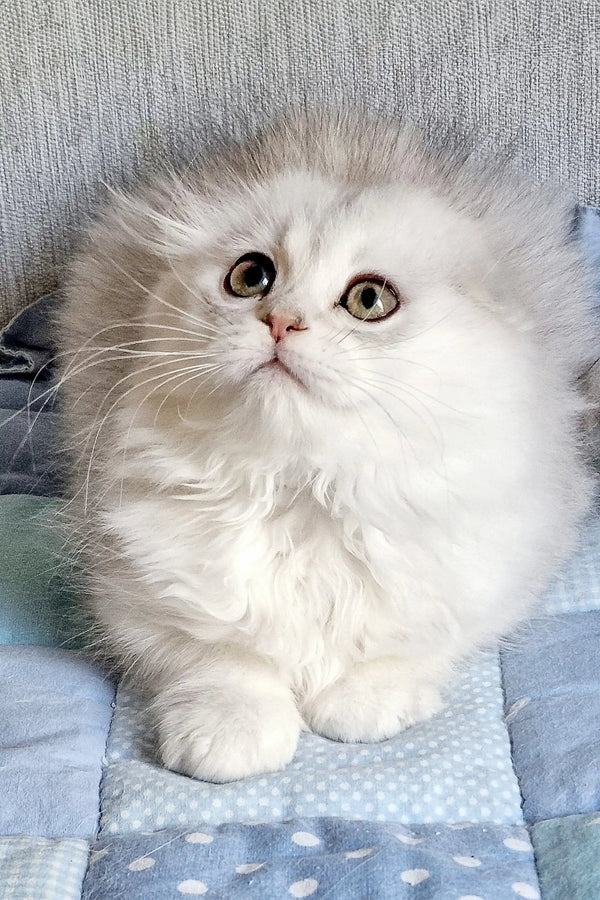 Fluffy Scottish Fold kitten named Willard with big round eyes and soft white fur