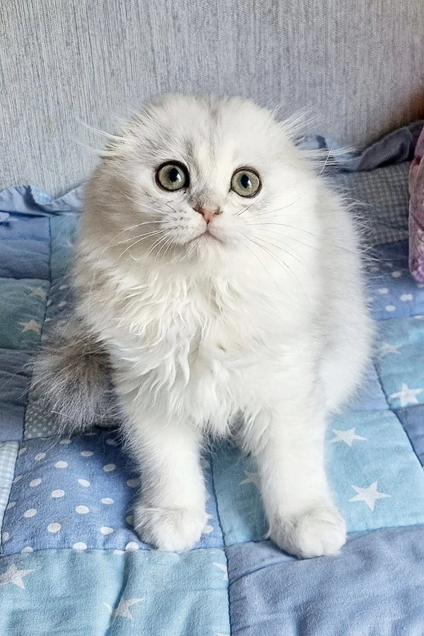 Meet Willard the Adorable Scottish Fold Kitten