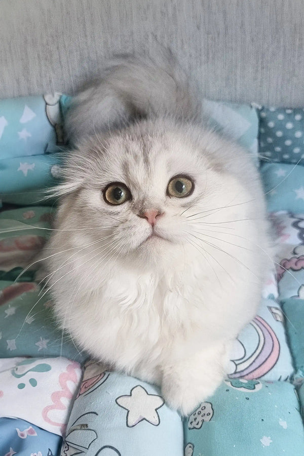 Fluffy Scottish Fold kitten named Willard with big round eyes and a cute expression