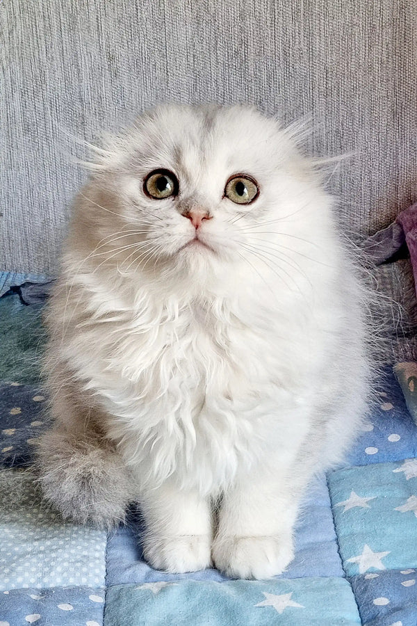Fluffy white Persian cat with big round eyes in Willard Scottish Fold Kitten product