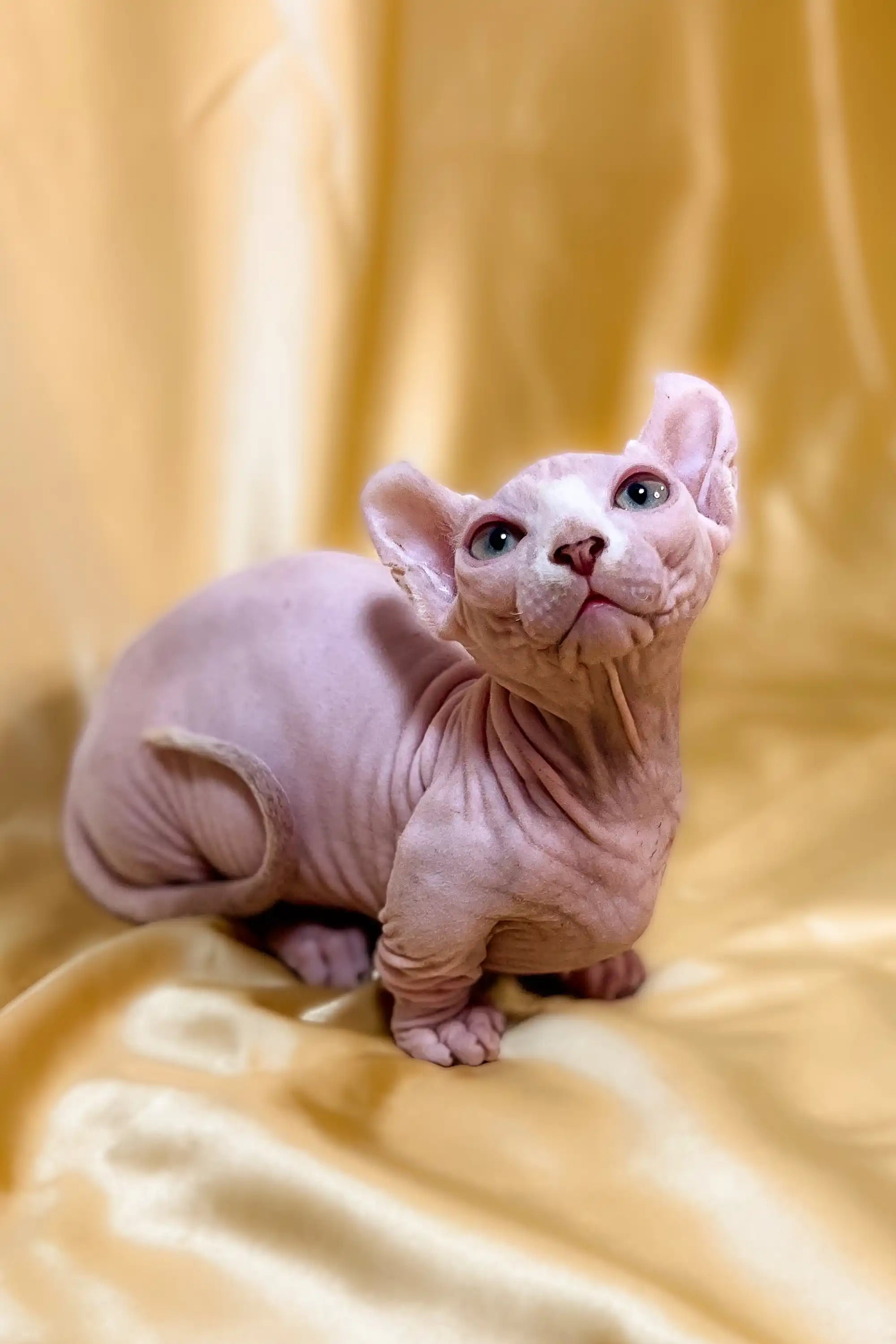 Hairless Sphynx Kittens for Sale William | Dwelf Kitten