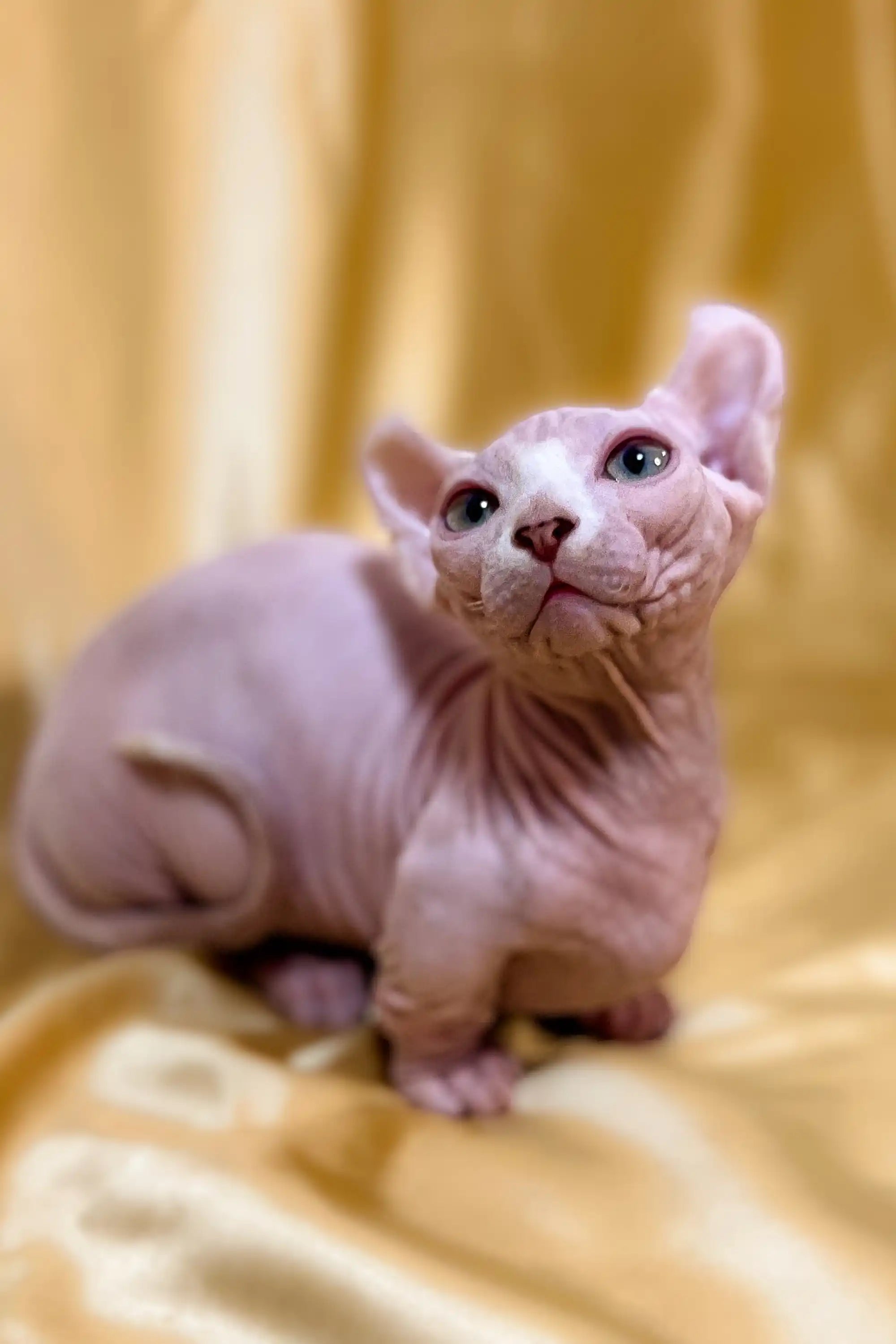 Hairless Sphynx Kittens for Sale William | Dwelf Kitten