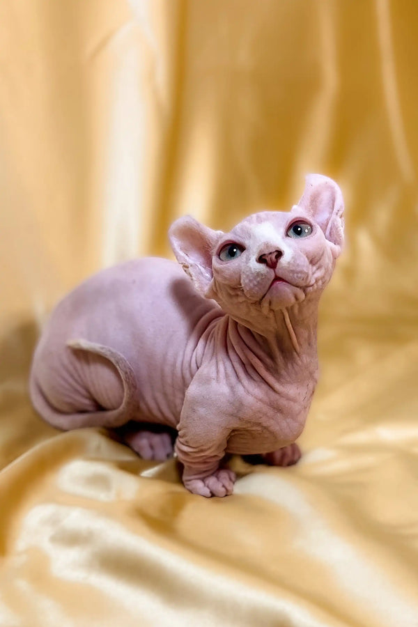 Adorable male Dwelf kitten William with wrinkled pink skin and large ears