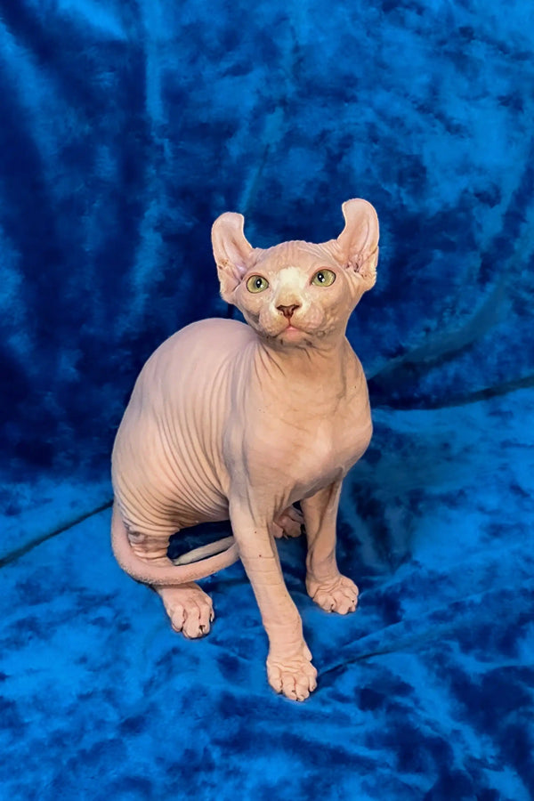 Adorable Hairless Sphynx cat with wrinkled pink skin, the perfect Elf Sphynx Kitten