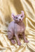 Adorable Elf Sphynx kitten with pink skin and big ears, perfect for cuddles