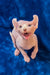 Hairless Elf Sphynx Kitten with big ears and open mouth against a blue background