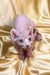 Adorable Elf Sphynx Kitten with wrinkled pink skin and big blue eyes