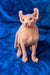 Adorable Elf Sphynx Kitten with large ears and wrinkled skin sitting upright