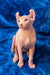 Adorable Hairless Sphynx Kitten with big ears and wrinkled pink skin, perfect Elf Sphynx!