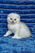 William | scottish fold kitten