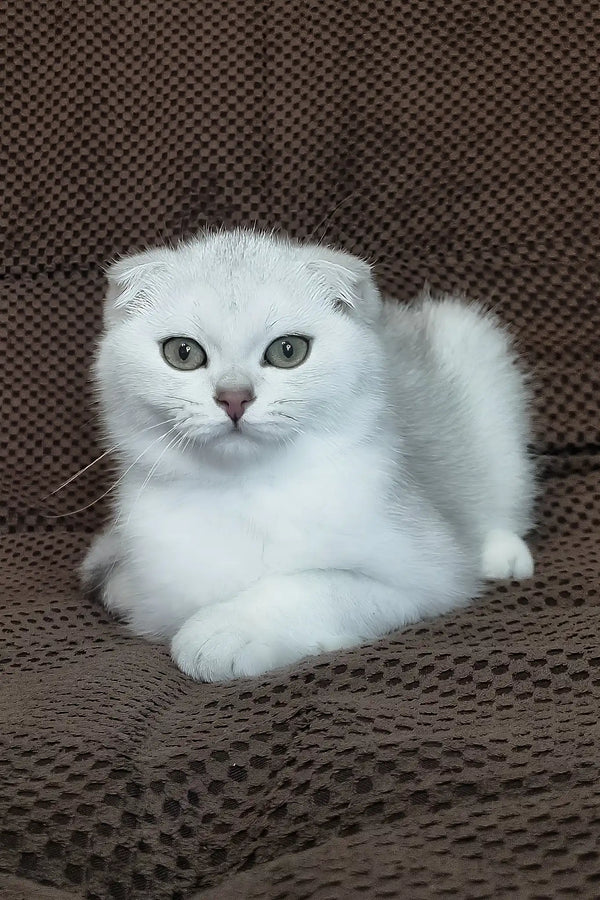 William | scottish fold kitten