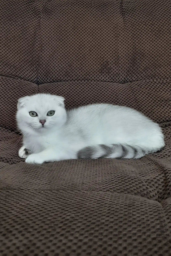 William | scottish fold kitten