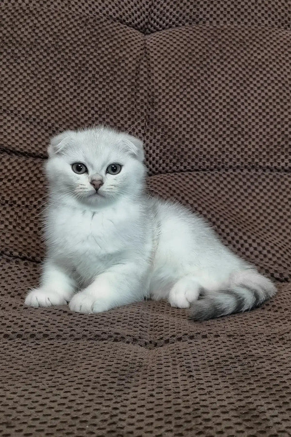 William | scottish fold kitten