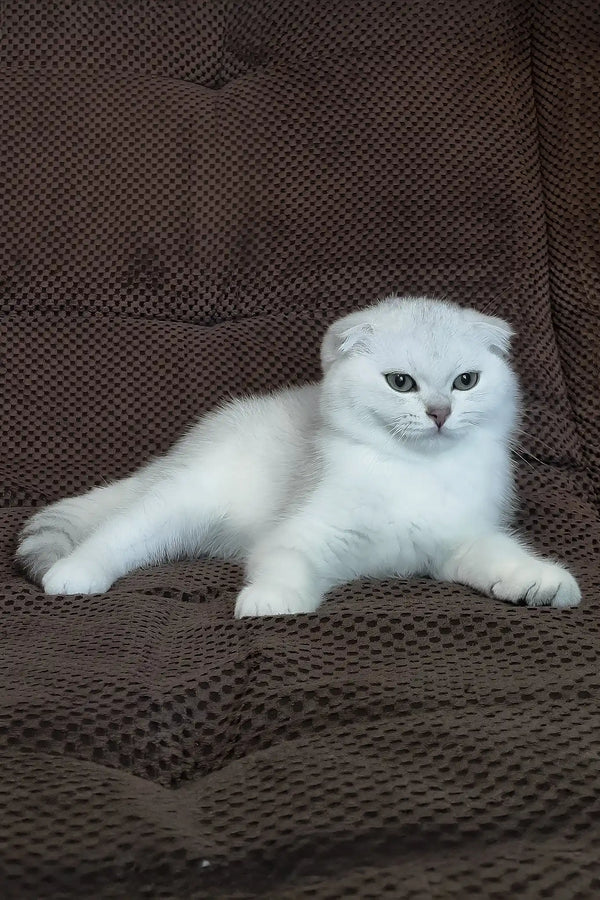 William | scottish fold kitten