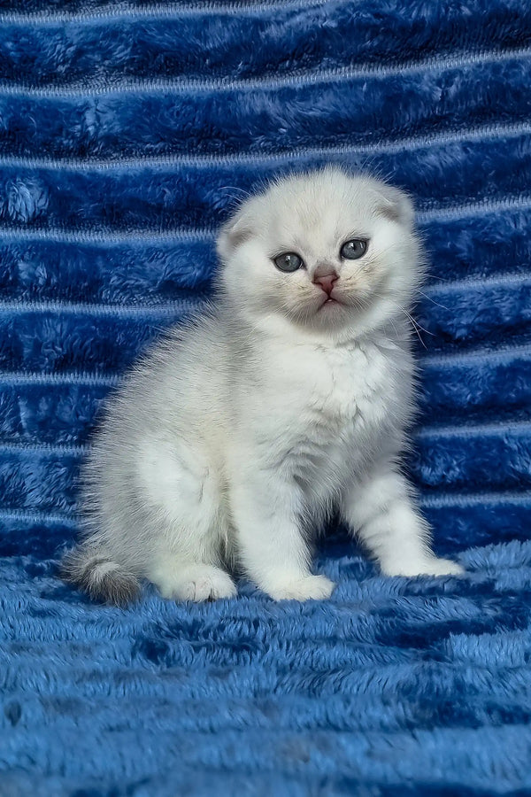 William | scottish fold kitten