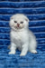 William | scottish fold kitten