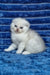 William | scottish fold kitten