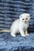 William | scottish fold kitten