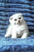 William | scottish fold kitten