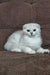 William | scottish fold kitten