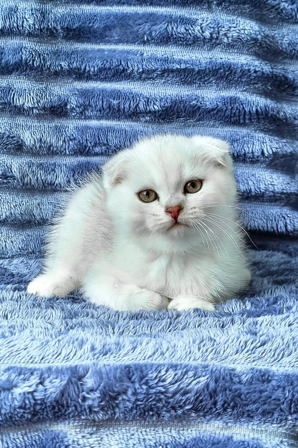 William | scottish fold kitten