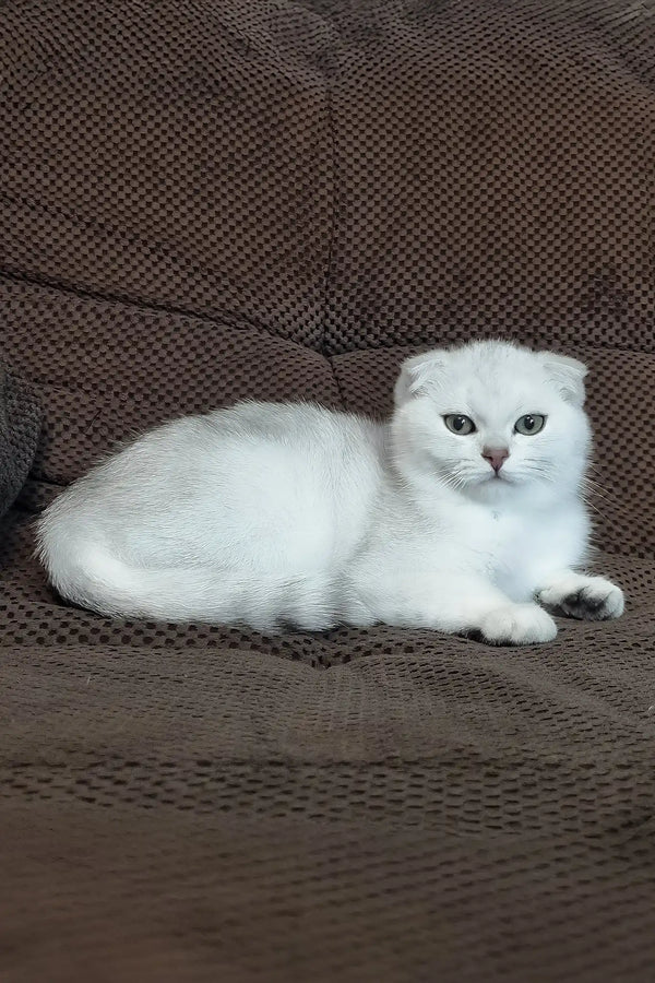 William | scottish fold kitten