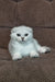 William | scottish fold kitten