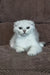 William | scottish fold kitten