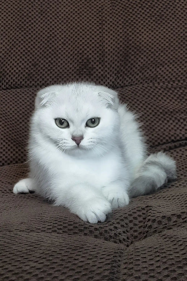 William | scottish fold kitten
