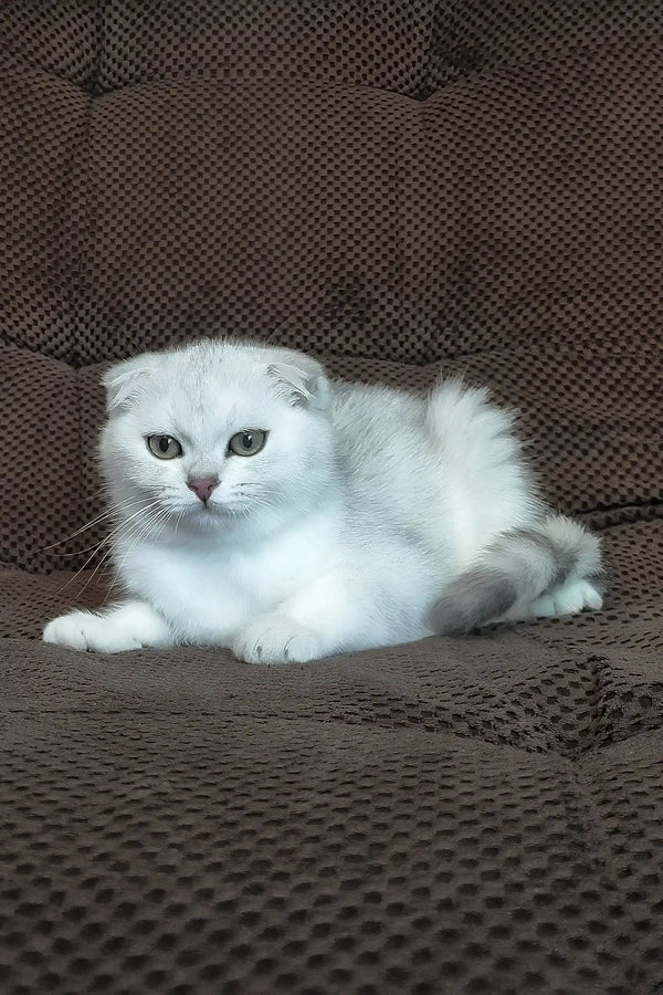 William | scottish fold kitten