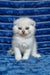 William | scottish fold kitten