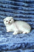 William | scottish fold kitten