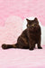 Cute chocolate brown British Shorthair kitten named Willow ready for adoption