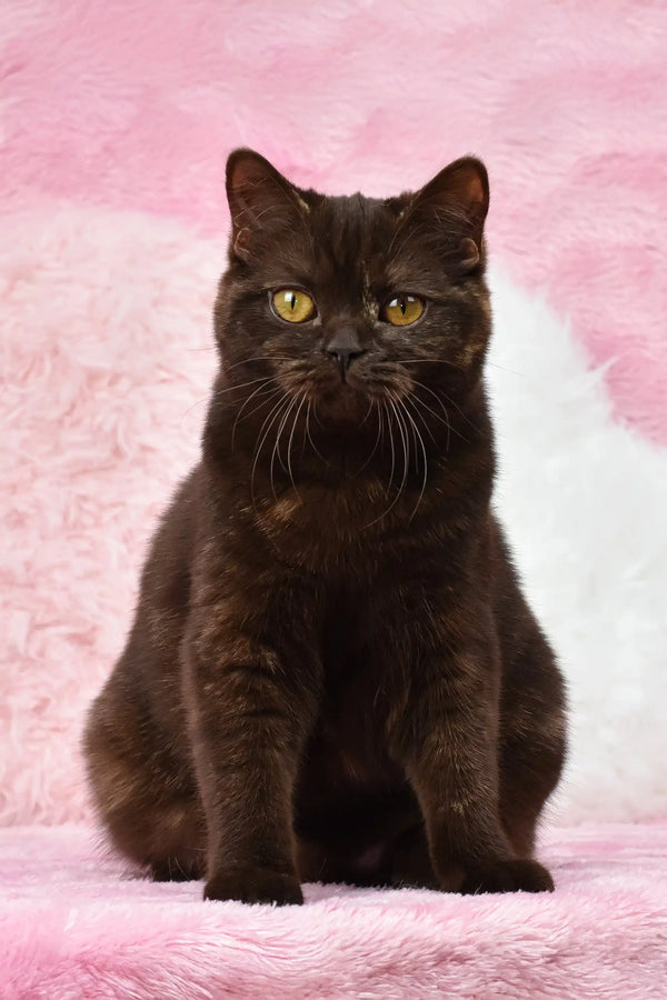 Chocolate-furred British Shorthair kitten named Willow with stunning golden eyes