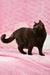 Dark tortoiseshell cat named Willow, a playful British Shorthair Kitten