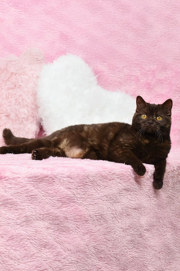 Relaxed brown cat named Willow from the British Shorthair Kitten collection