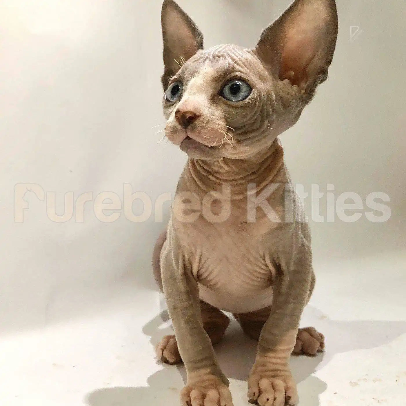 Sphynx Cats and Kittens for Sale Willow | Kitten