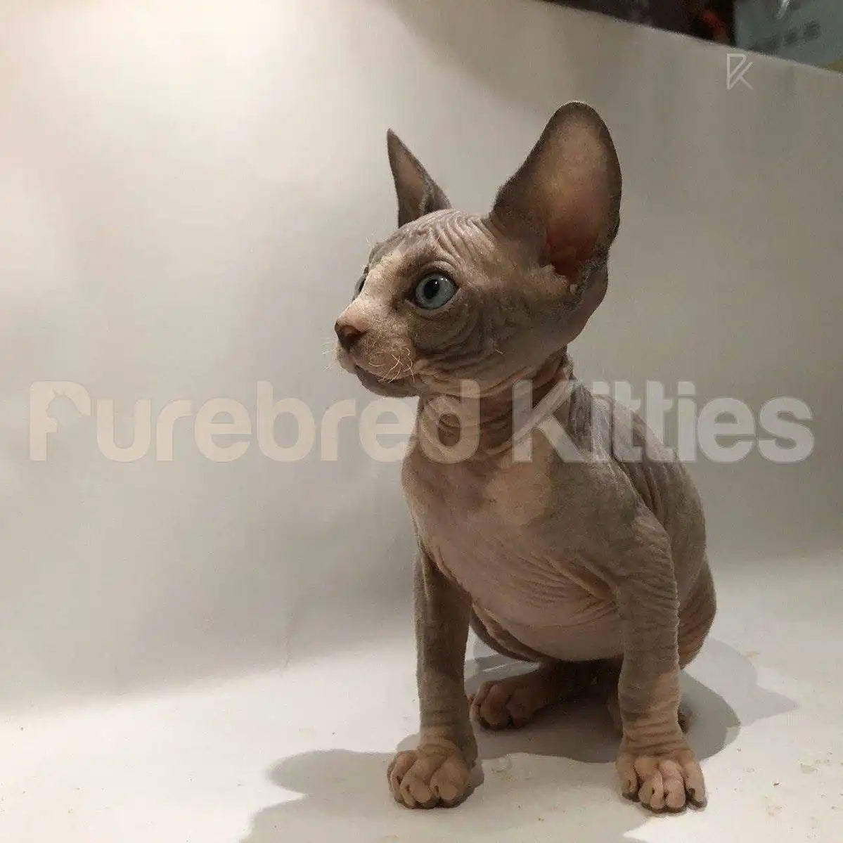 Sphynx Cats and Kittens for Sale Willow | Kitten