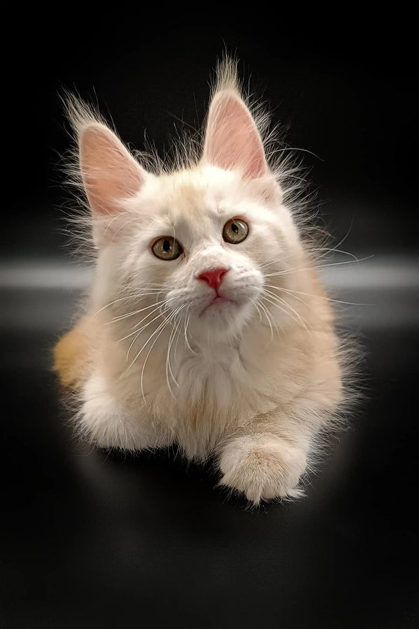 White fluffy Maine Coon kitten with alert eyes and a cute pink nose