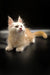 Fluffy cream-colored Maine Coon kitten with pointed ears lounging on a shiny surface