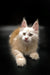 Fluffy cream-colored Maine Coon kitten with pointed ears and alert expression