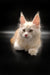 Fluffy white Maine Coon kitten with pointed ears and curious expression