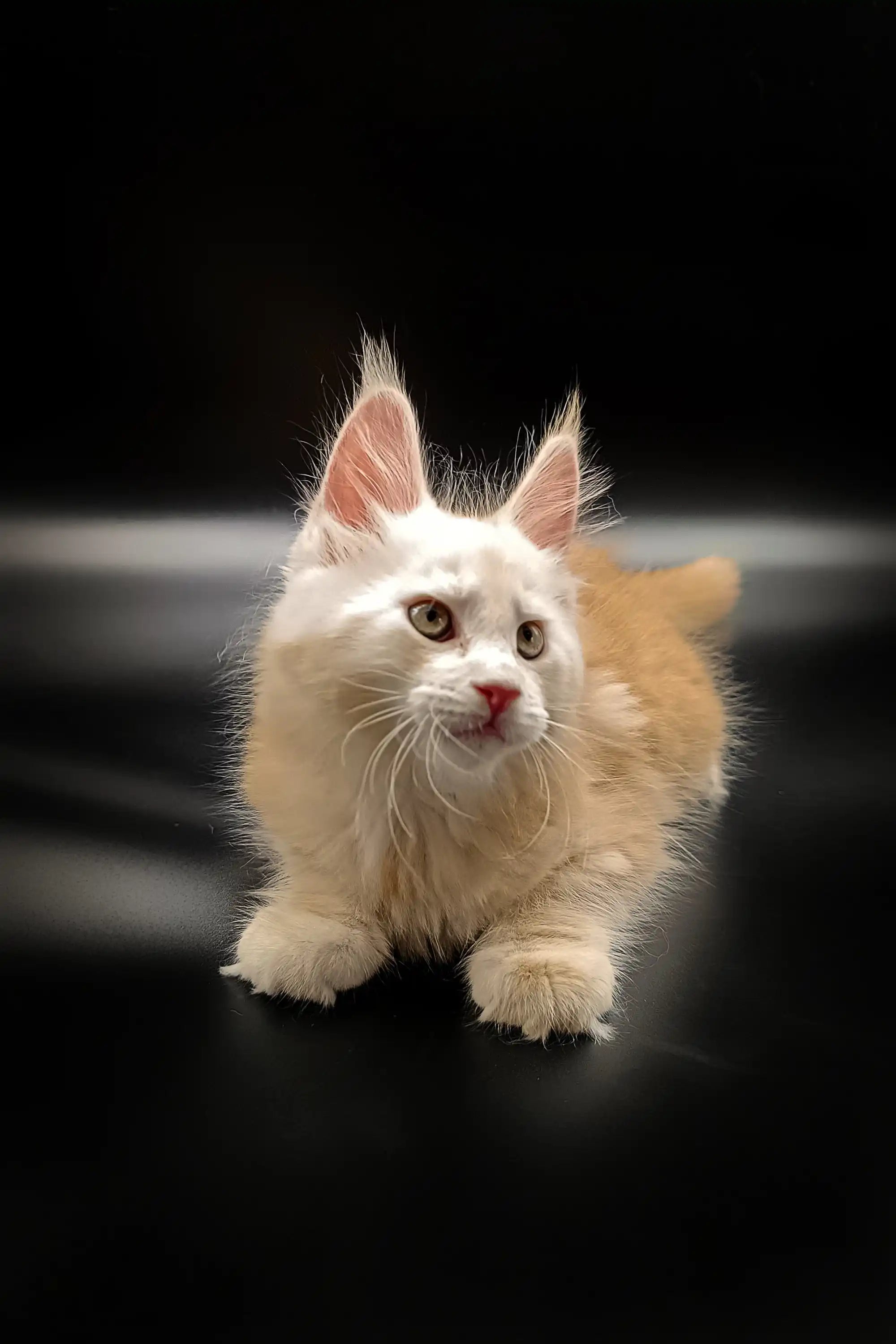 Maine Coon Kittens for Sale Willy | Kitten