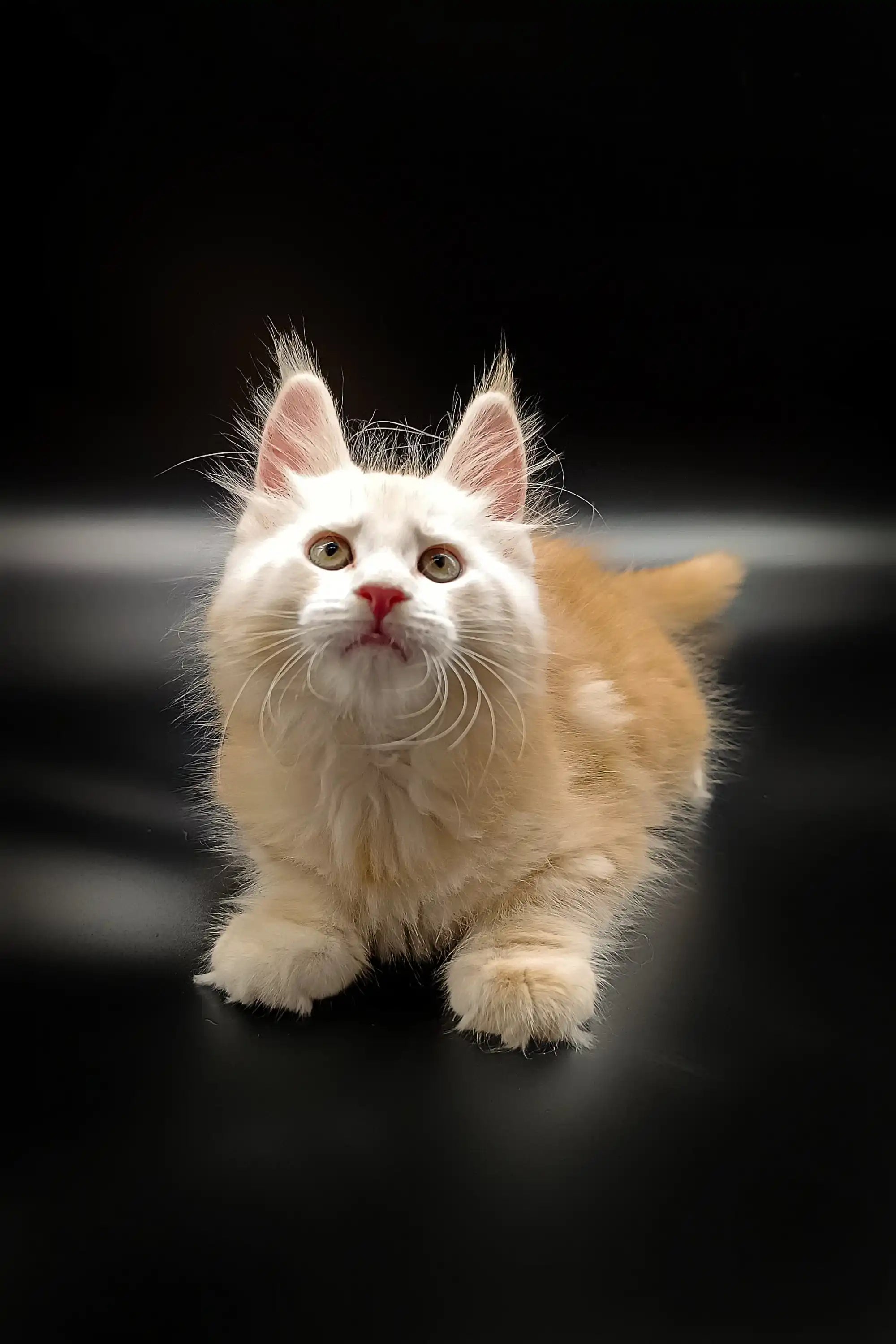 Maine Coon Kittens for Sale Willy | Kitten